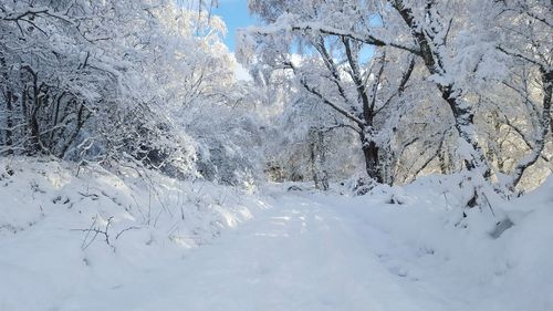 Snow covered trees against sky