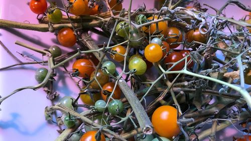 Close-up of fruits on tree