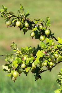 Close-up of berries growing on tree