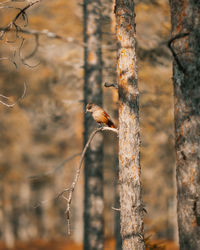 Bird perching on tree trunk