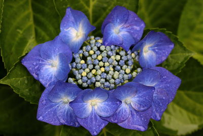 Close-up of blue hydrangea flower