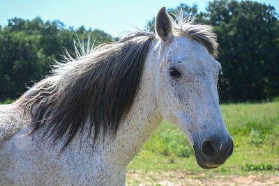 Close-up of horse on field