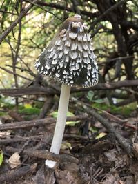 Close-up of mushroom growing on field