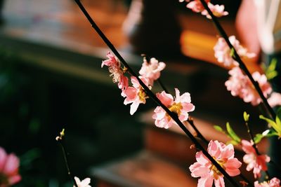 Close-up of pink cherry blossoms