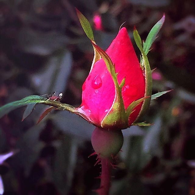 flower, growth, freshness, fragility, close-up, petal, plant, bud, focus on foreground, pink color, nature, beauty in nature, flower head, stem, leaf, red, beginnings, new life, single flower, selective focus