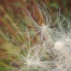 Close-up of dandelion