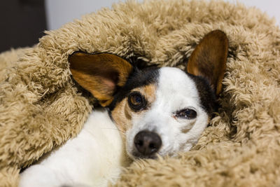 Close-up portrait of dog relaxing at home