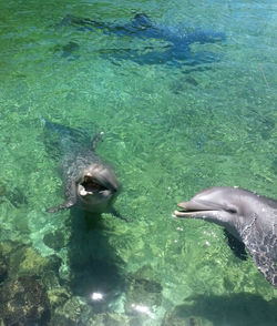 High angle view of fish swimming in sea