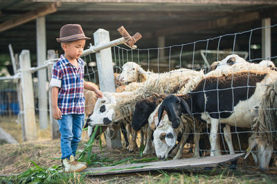 Full length of boy standing in farm