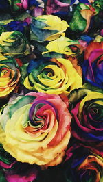 Full frame shot of multi colored roses