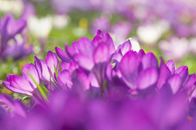 Close-up of purple flowers blooming outdoors