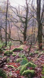 Bare trees in forest during autumn