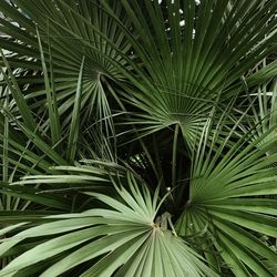 Close-up of palm leaf