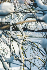 Close-up of snow on bare tree during winter