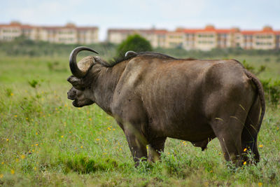 Side view of water buffalo on field