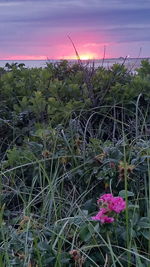 Close-up of plants growing on field against sky