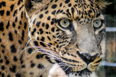 Close-up portrait of a cat