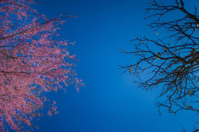 Low angle view of flower tree against clear blue sky