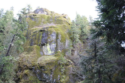 Scenic view of forest