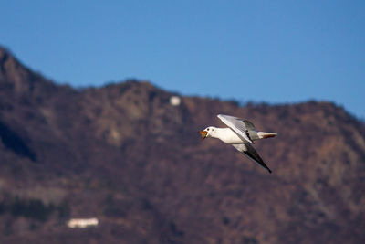 Low angle view of seagull flying against clear sky