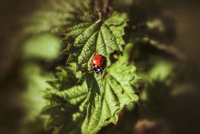 Close-up of ladybug on plant