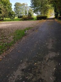 Dog on road amidst trees against sky