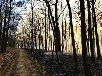 Bare trees in forest against sky