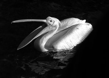 Close-up of pelican swimming in lake