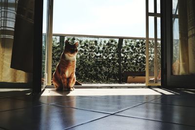 Dog looking through window at home