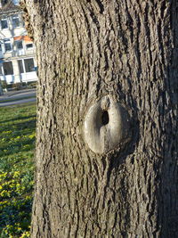 Close-up of tree trunk