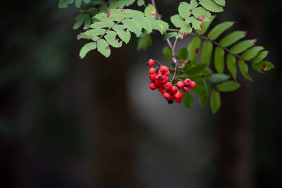 Close-up of red berries growing on tree