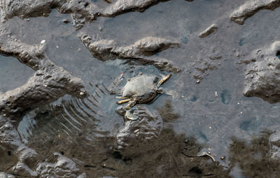 High angle view of starfish on beach