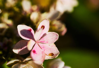 Close-up of pink flowering plant