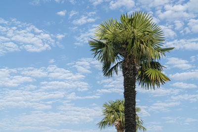 Palm trees against the blue sky and the rays of the sun