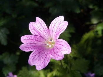 Close-up of flower blooming outdoors