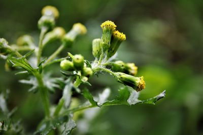 plant