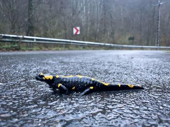 Selective focus of a salamander on a wet road