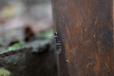 Close-up of insect