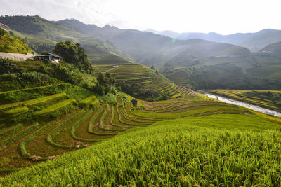 Scenic view of rice paddy field