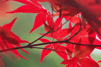 Close-up of red maple leaves