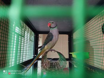 Bird perching in cage