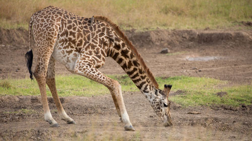 Giraffe in the wild, east africa