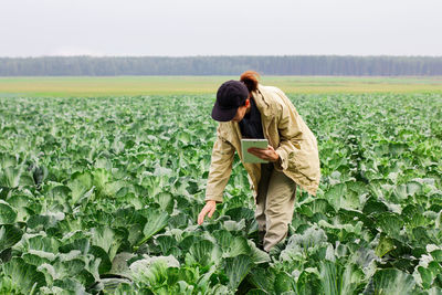 Farmer control quality of cabbage crop before harvesting. woman agronomist using digital tablet