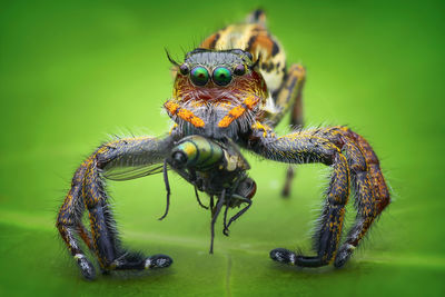 Close-up of spider