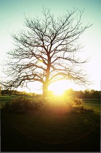 Sun shining through trees on landscape