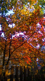 Low angle view of trees during autumn