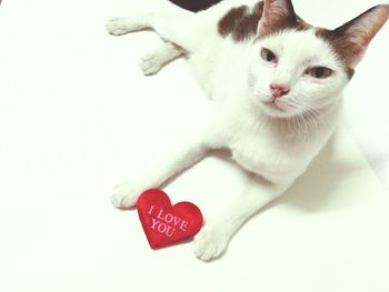 Close-up of a cat with heart shape