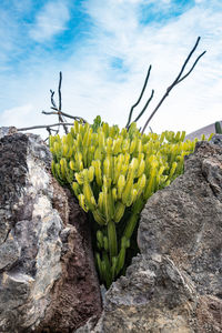 Close-up of fresh yellow plants on field against sky