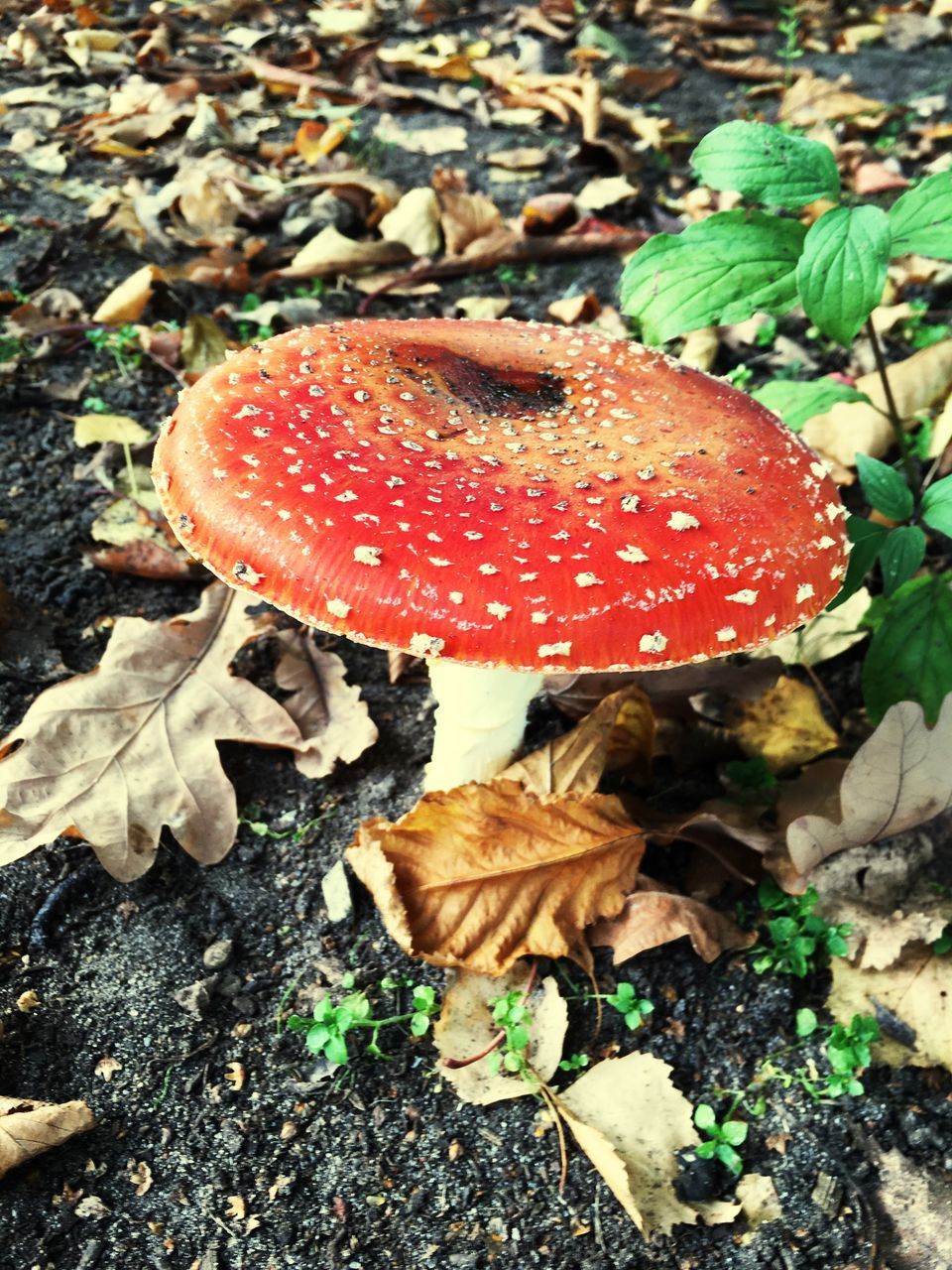 CLOSE-UP OF FLY AGARIC MUSHROOM ON GROUND