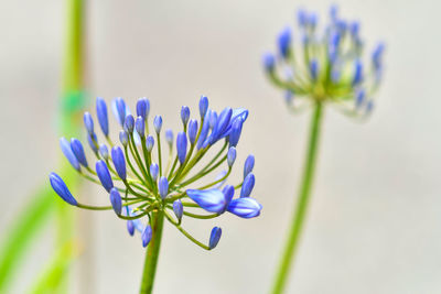 Close-up of blue flower